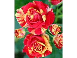 Вибір рослин