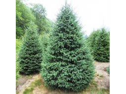 Вибір рослин