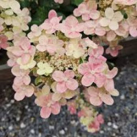 Гортензія Полестар волотиста  (Hydrangea paniculata ‘Polestar’ PBR) С3